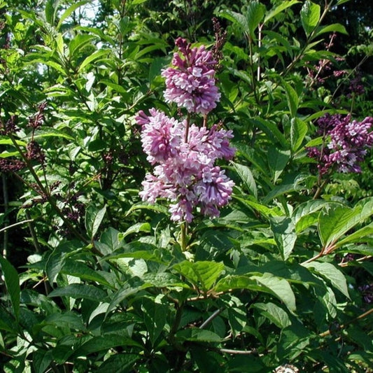 Syringa josikaea