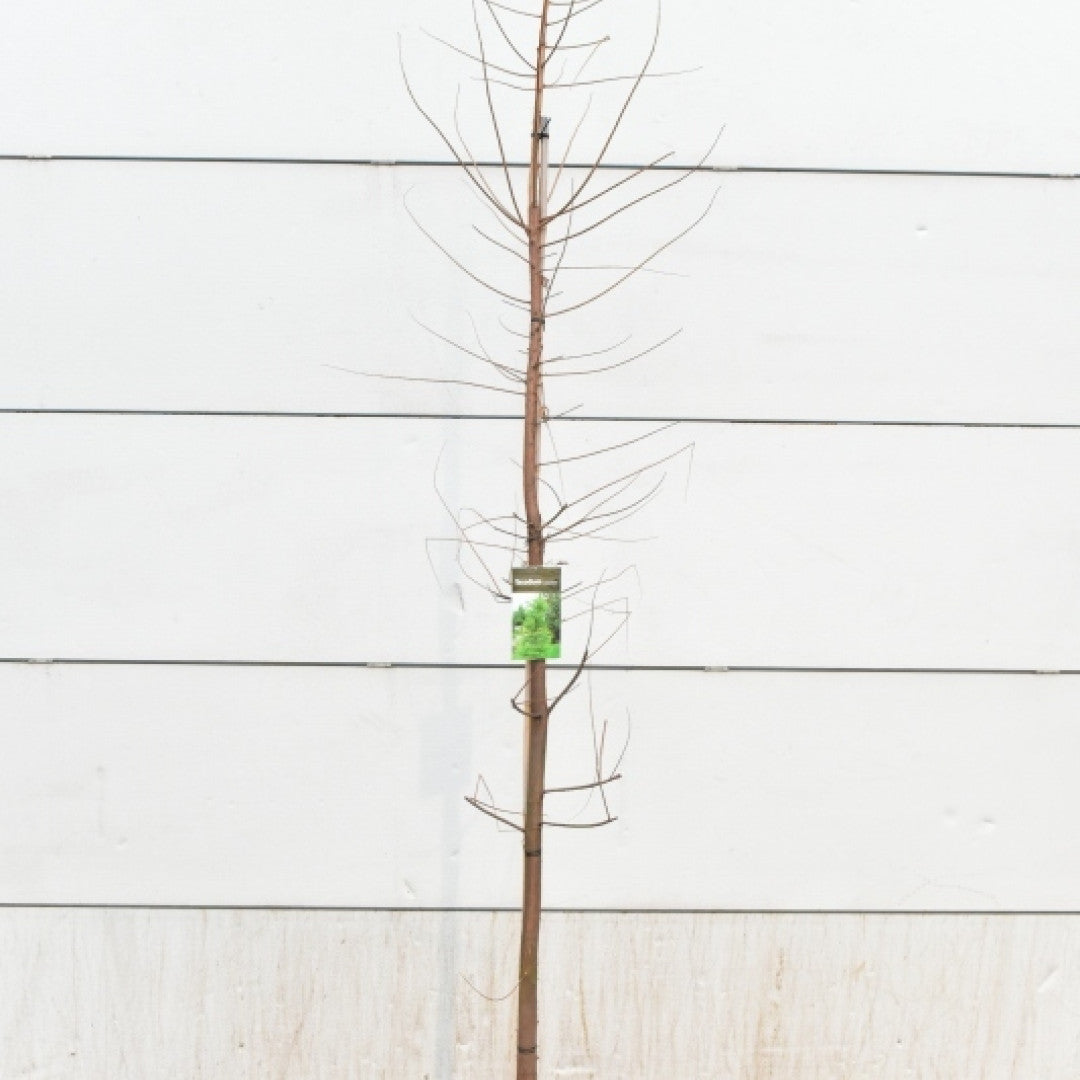 Moerascipres (Taxodium distichum)