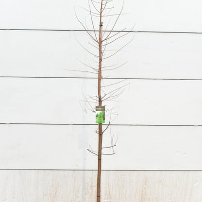Moerascipres (Taxodium distichum)