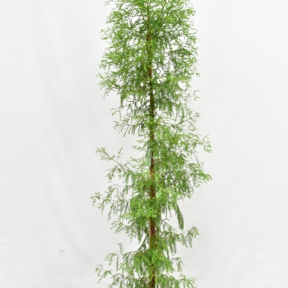 Moerascipres (Taxodium distichum)