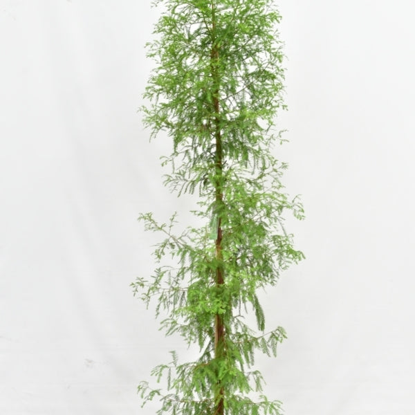 Moerascipres (Taxodium distichum)