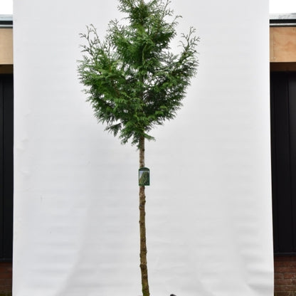 Thuja plicata 'Excelsa'
