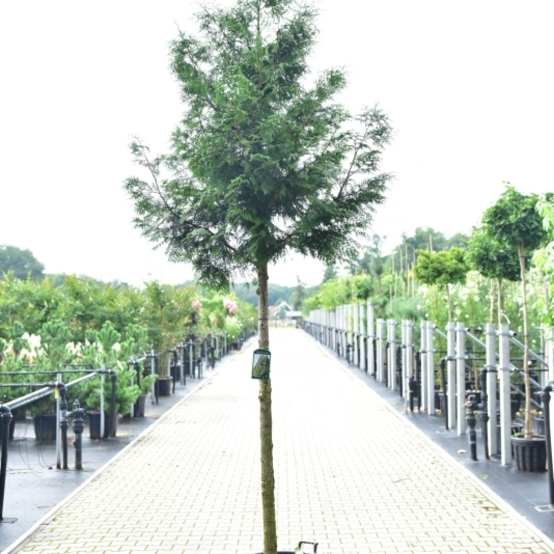 Thuja plicata 'Excelsa'