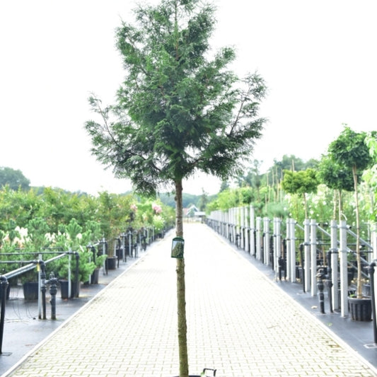 Thuja plicata 'Excelsa'