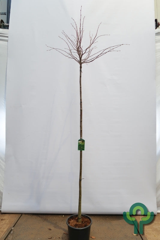 Tilia cordata 'Green Globe'