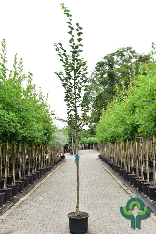 Tilia cordata 'Greenspire'