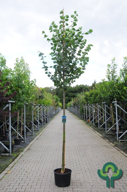 Tilia cordata 'Greenspire'
