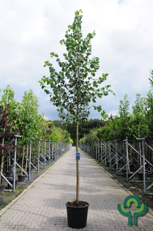 Tilia cordata 'Greenspire'