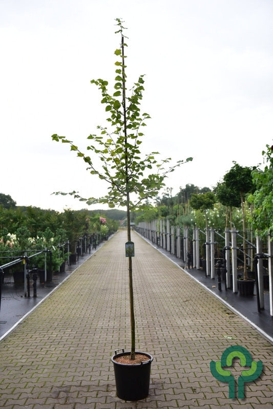 Tilia cordata 'Winter Orange'