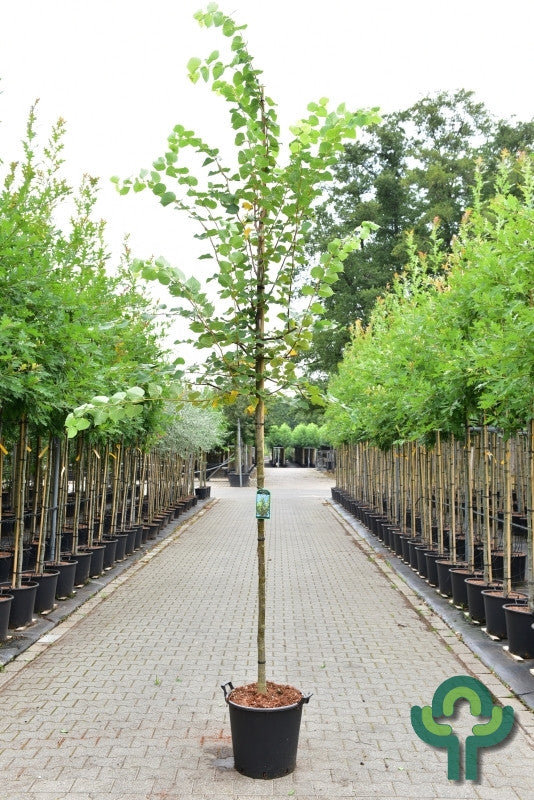 Tilia cordata 'Winter Orange'