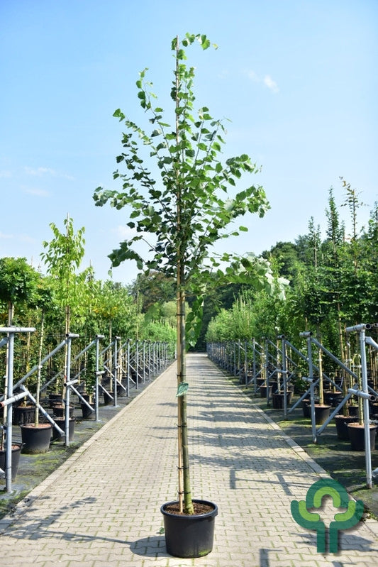 Tilia mongolica 'Buda'