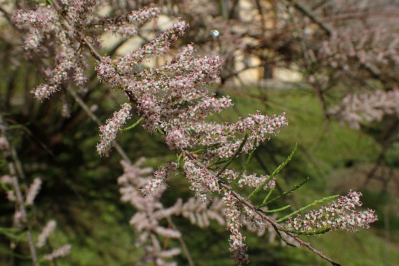 Tamarix tetrandra
