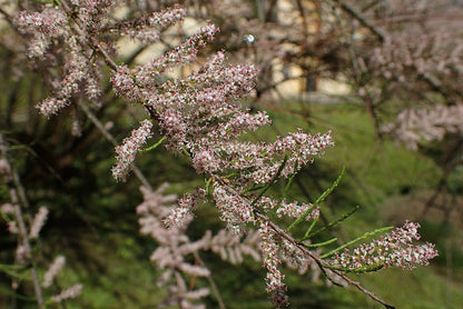 Tamarix tetrandra