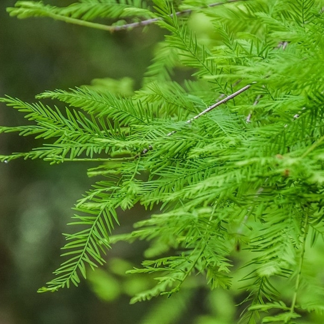 Moerascipres (Taxodium distichum)