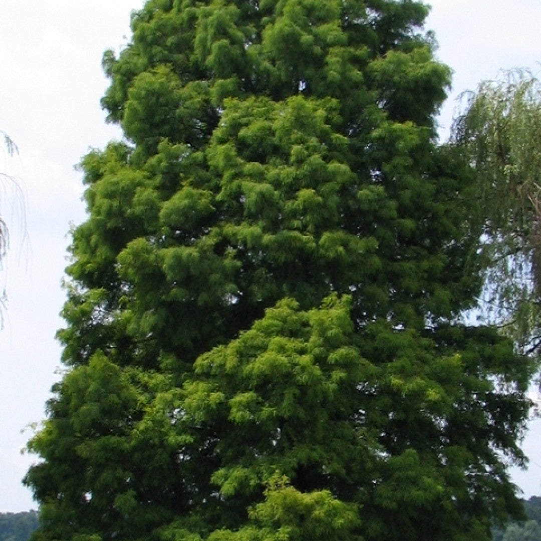 Moerascipres (Taxodium distichum)