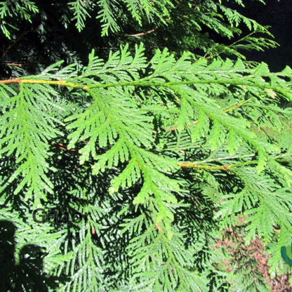Thuja plicata 'Excelsa'