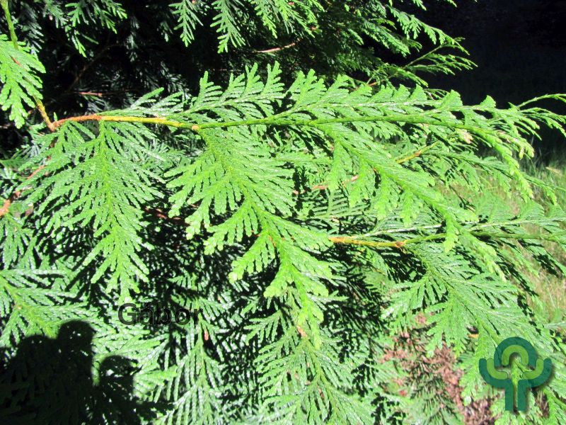 Thuja plicata 'Excelsa'