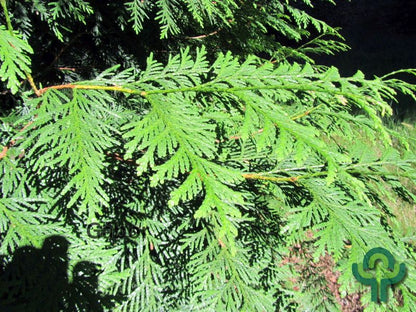 Thuja plicata 'Excelsa'