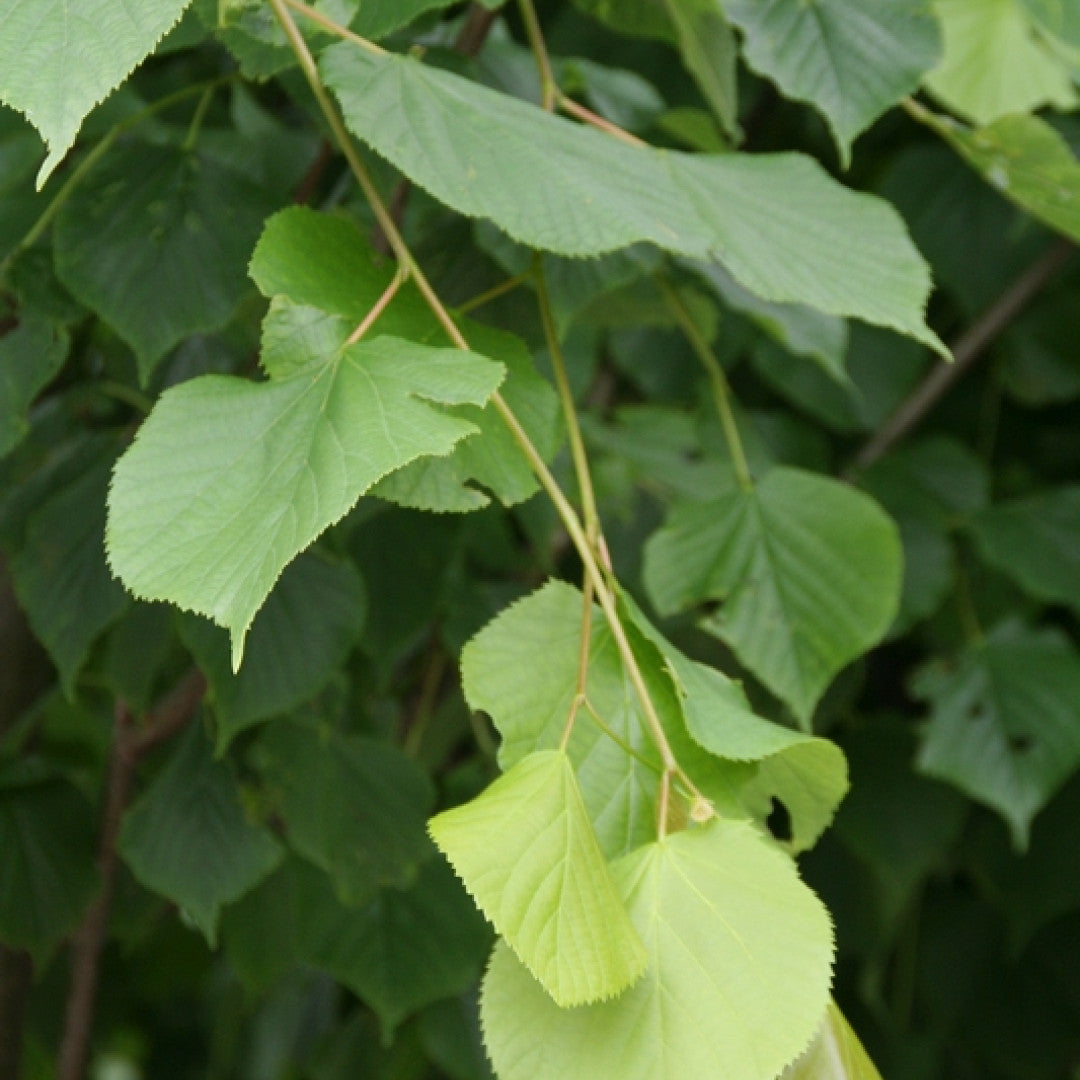 Tilia europaea 'Pallida'