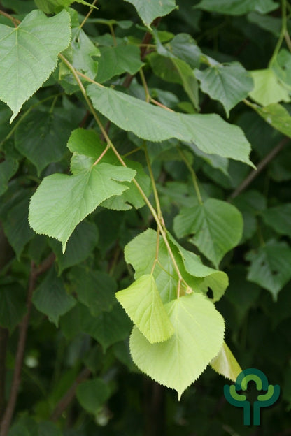 Tilia europaea 'Pallida'