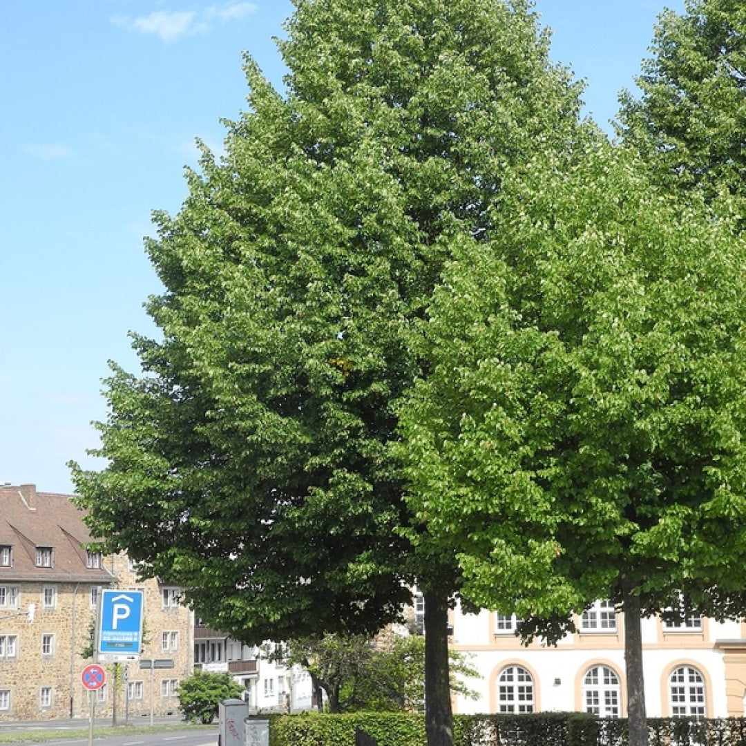 Tilia europaea 'Pallida'