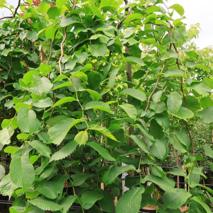 Ulmus 'Camperdownii'