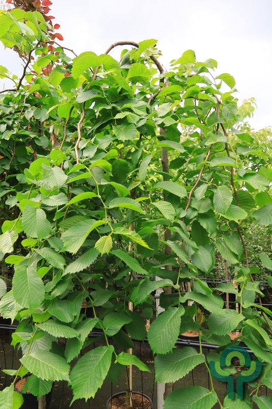 Ulmus 'Camperdownii'