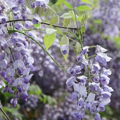 Wisteria brachybotrys