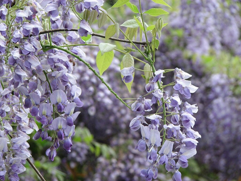 Wisteria brachybotrys