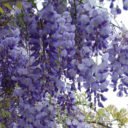 Wisteria sinensis 'Prolific'