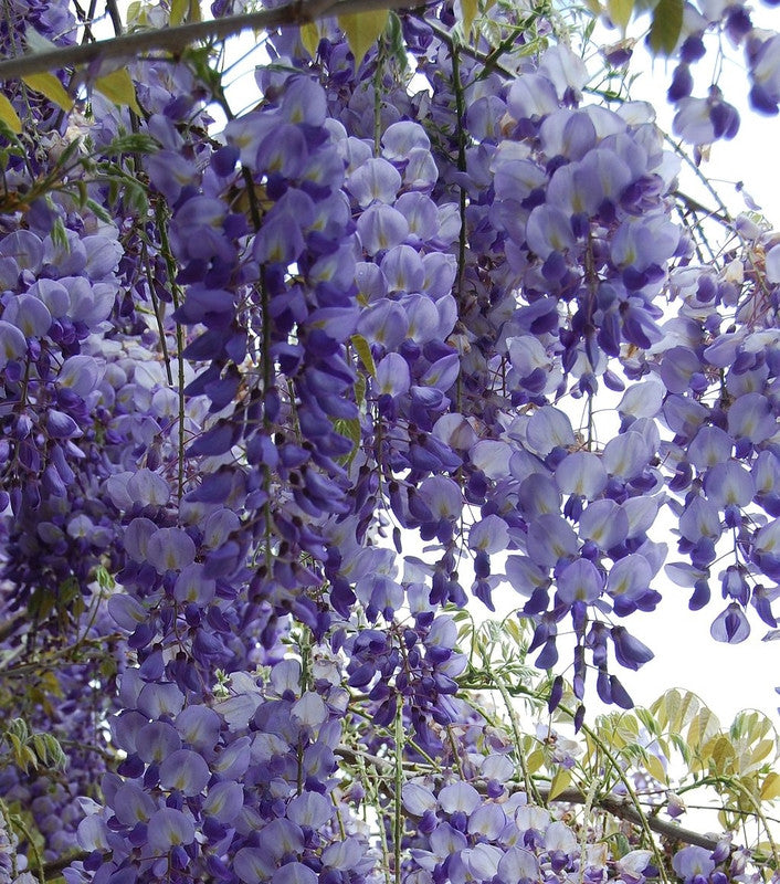 Wisteria sinensis 'Prolific'