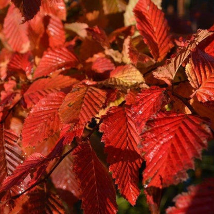 Carpinus betulus 'Rockhampton Red'