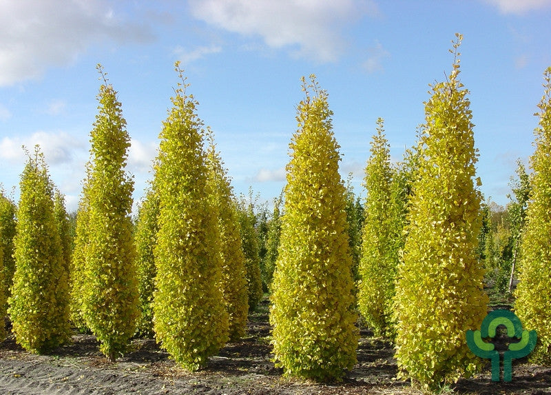Ginkgo biloba 'Blagon'