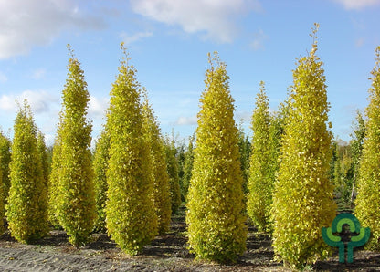 Ginkgo biloba 'Blagon'