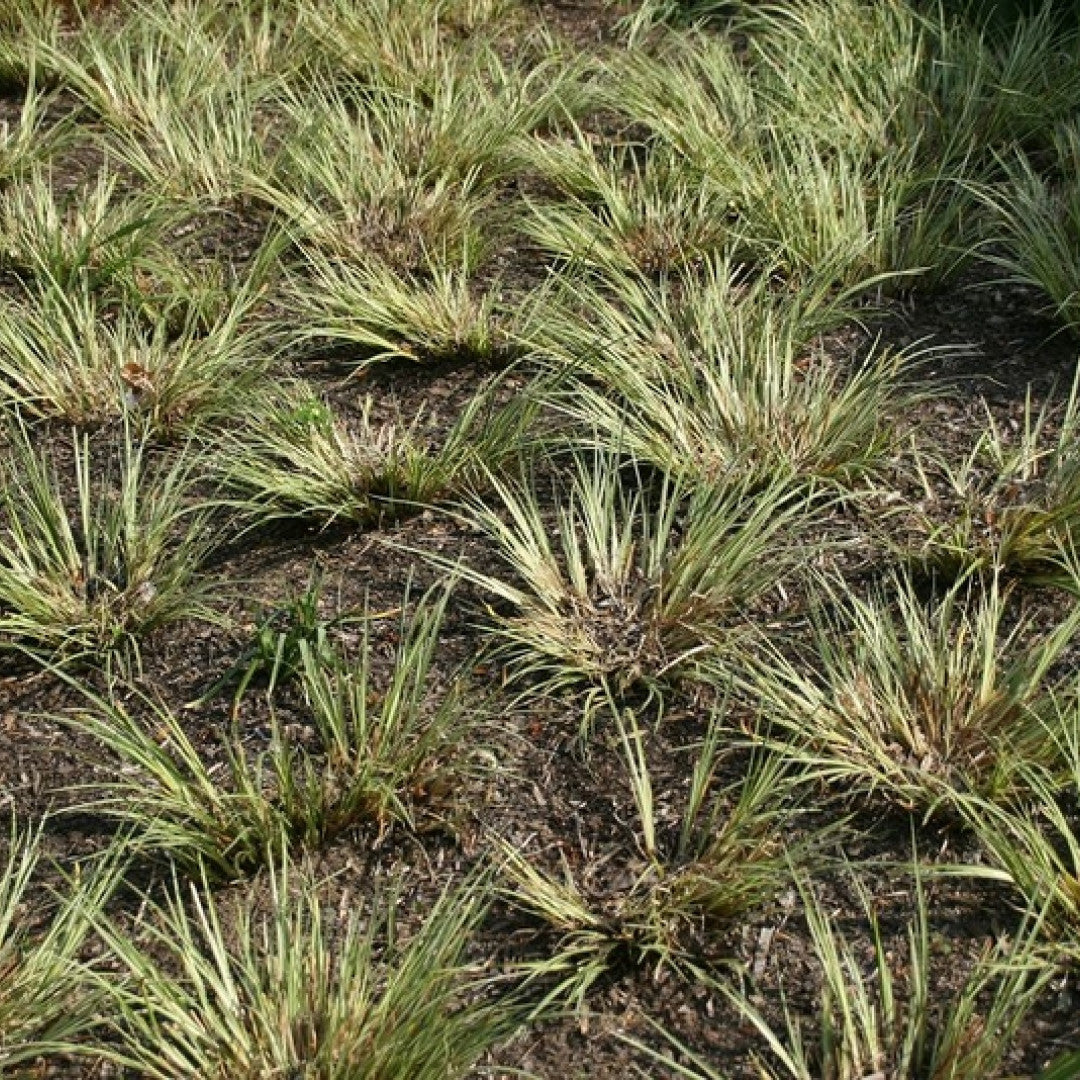 Japanse kalmoes (Acorus gramineus) 'Argenteostriatus'