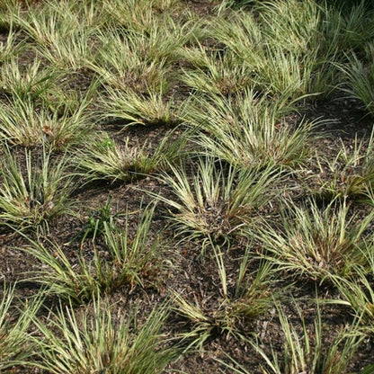 Japanse kalmoes (Acorus gramineus) 'Argenteostriatus'
