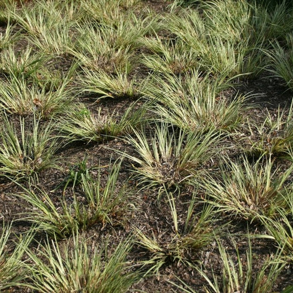 Japanse kalmoes (Acorus gramineus) 'Argenteostriatus'
