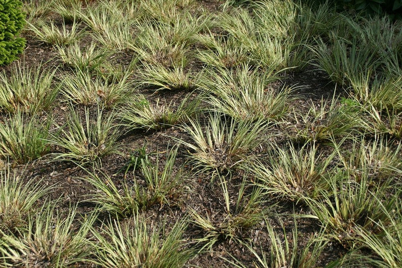 Japanse kalmoes (Acorus gramineus) 'Argenteostriatus'