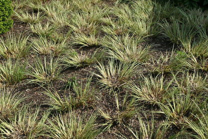 Japanse kalmoes (Acorus gramineus) 'Argenteostriatus'