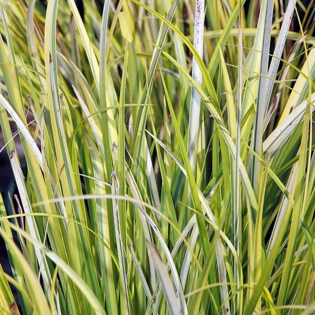 Japanse kalmoes (Acorus gramineus) 'Ogon'