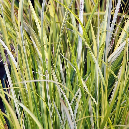 Acorus gramineus 'Ogon'