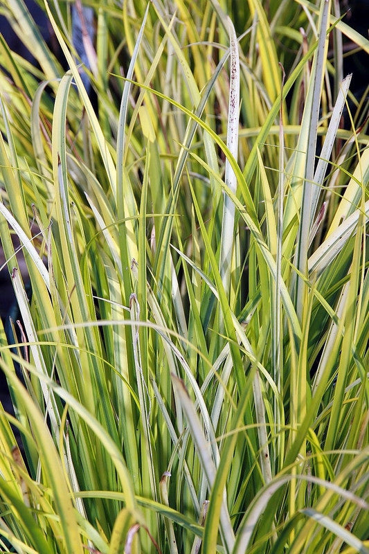 Japanse kalmoes (Acorus gramineus) 'Ogon'
