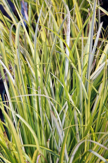 Japanse kalmoes (Acorus gramineus) 'Ogon'
