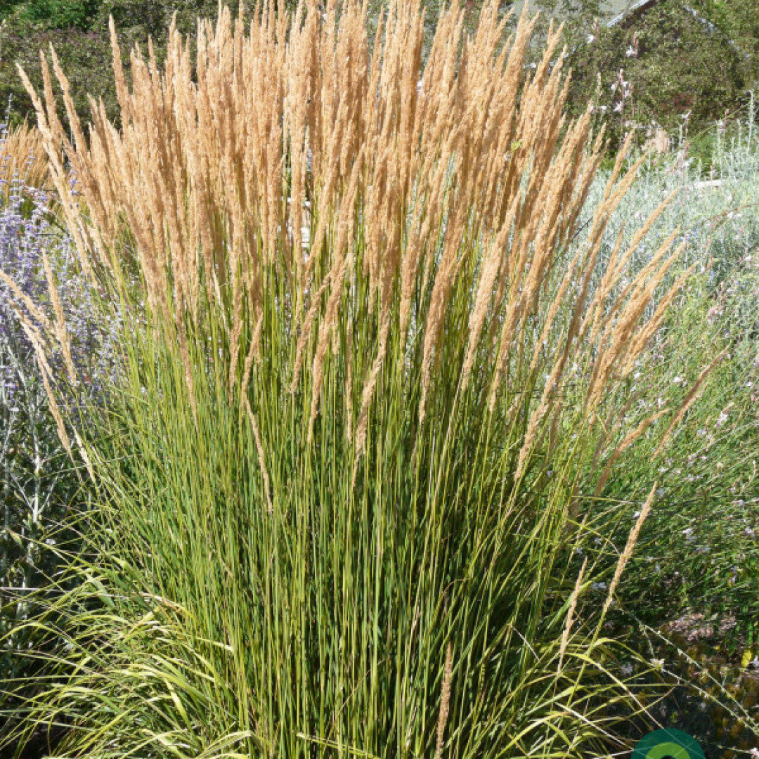 Struisriet (Calamagrostis acutiflora) 'Avalanche'