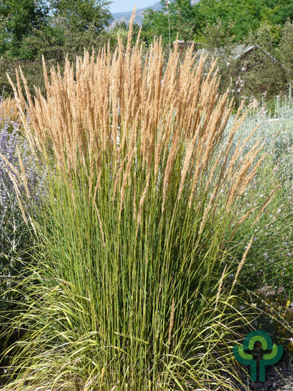 Struisriet (Calamagrostis acutiflora) 'Avalanche'
