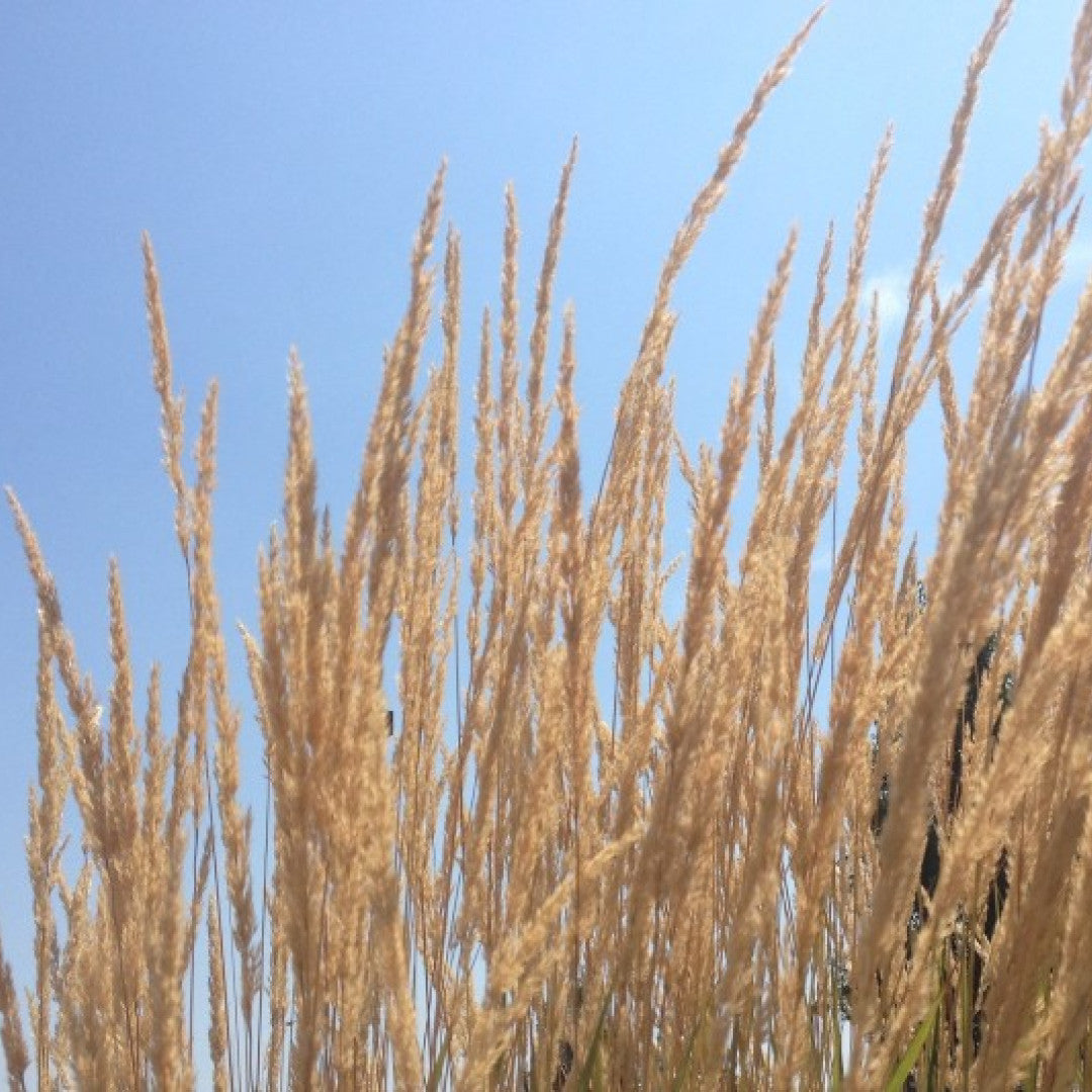 Struisriet (Calamagrostis acutiflora) 'Karl Foerster'