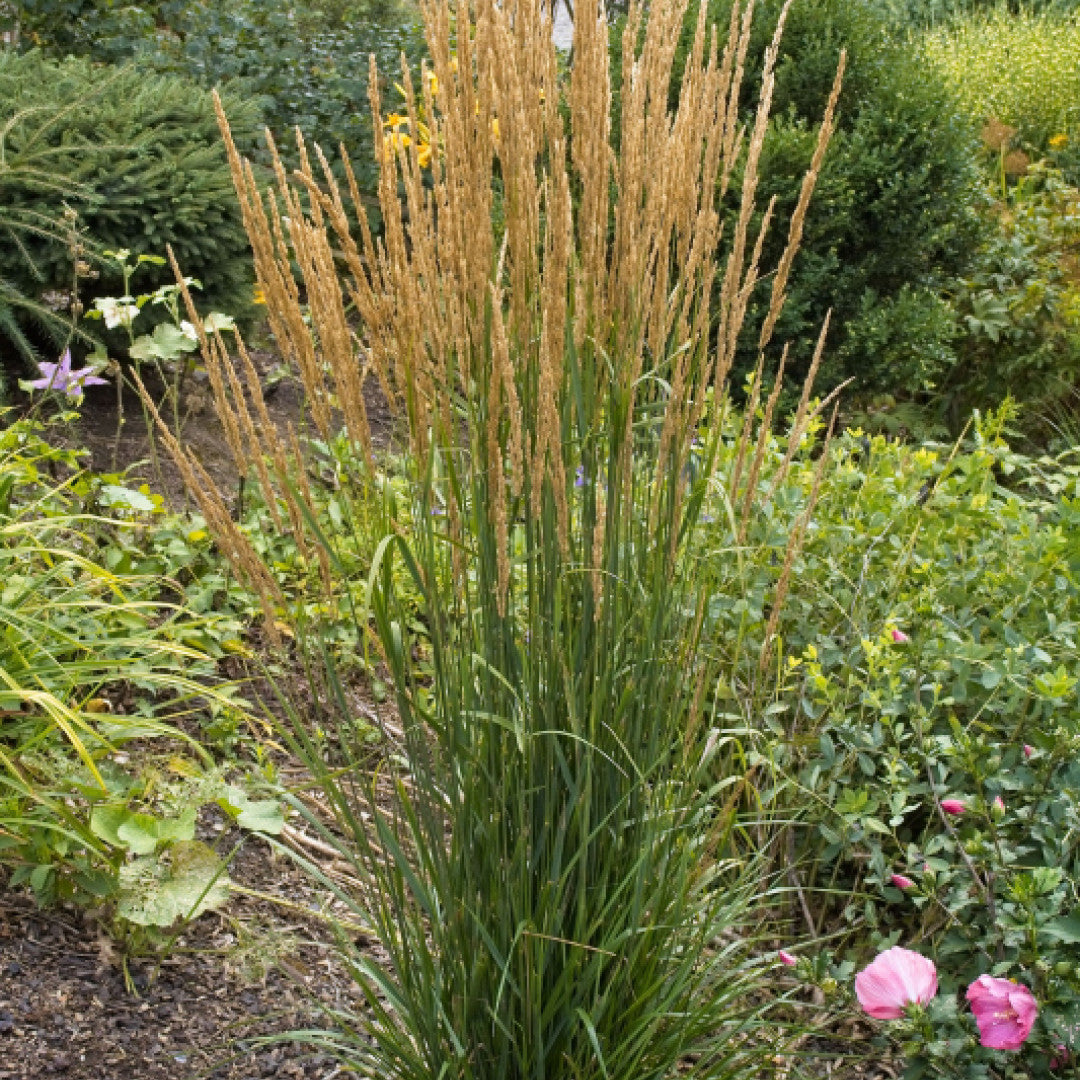 Struisriet (Calamagrostis acutiflora) 'Karl Foerster'
