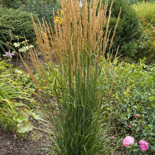 Struisriet (Calamagrostis acutiflora) 'Karl Foerster'