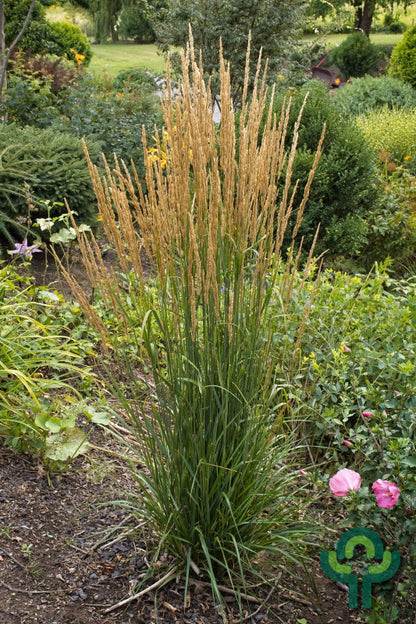Struisriet (Calamagrostis acutiflora) 'Karl Foerster'