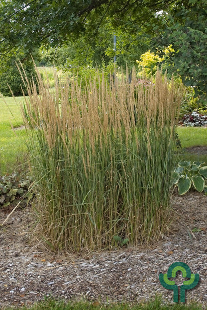 Struisriet (Calamagrostis acutiflora) 'Overdam'